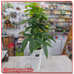 درختچه متوسط کد 1