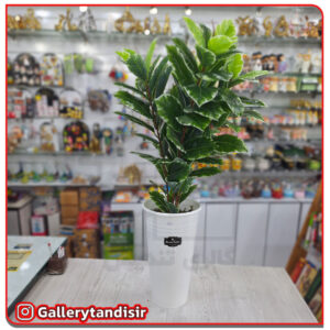 درختچه متوسط کد 2